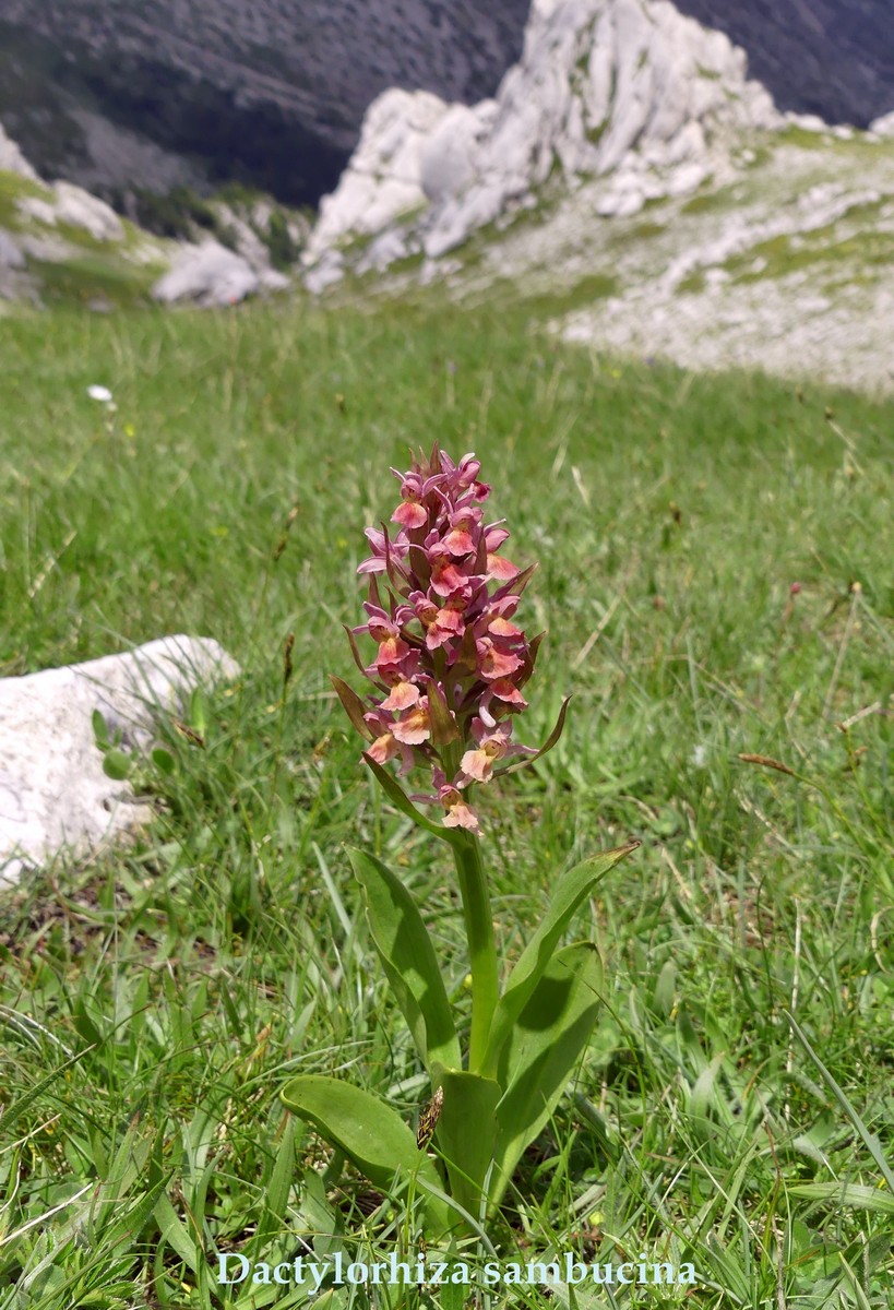 D. sambucina, N. widderi, O. spitzelii nel Parco Nazionale dAbruzzo, Lazio e Molise - giu